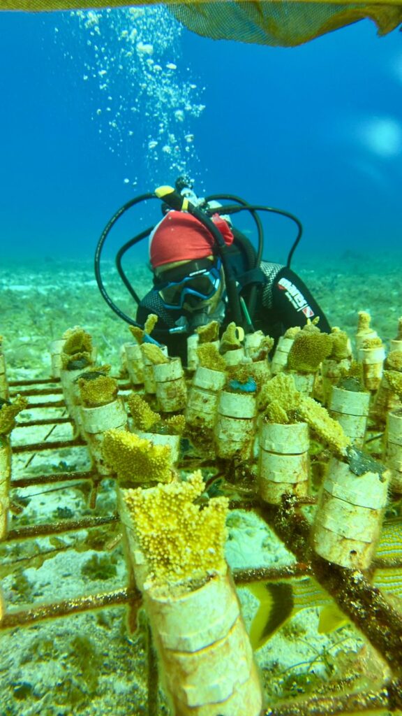 Cozumel dice NO al cuarto muelle: activistas documentan vida marina en peligro
