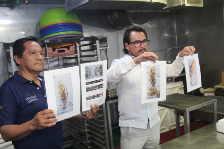 Realizan investigación de alto nivel en Quintana Roo para la atención del sargazo