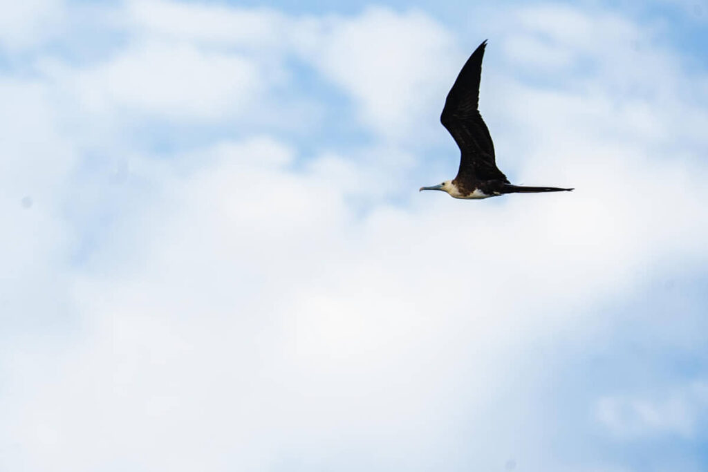 Refuerza la FPMC el monitoreo de aves en Punta Sur