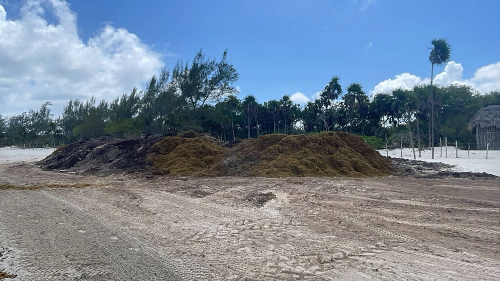 Implementan 10 centros de acopio en el litoral costero para agilizar recolección de sargazo