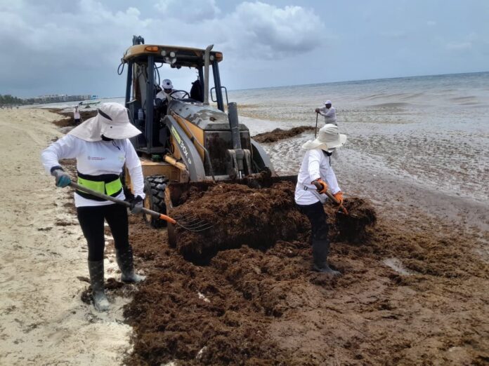 Zofemat encabeza acciones contra el sargazo en Playa del Carmen como parte de la “Operación Sargazo 2025”