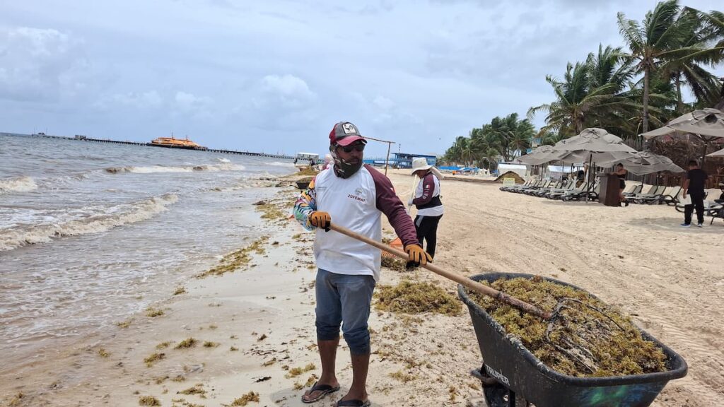 Zofemat encabeza acciones contra el sargazo en Playa del Carmen como parte de la “Operación Sargazo 2025”