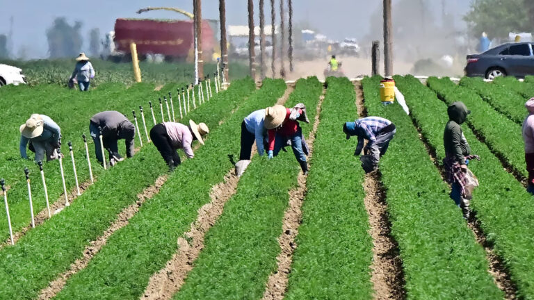 Huelga Agrícola en California: 72 Horas de Paro Contra Redadas de ICE