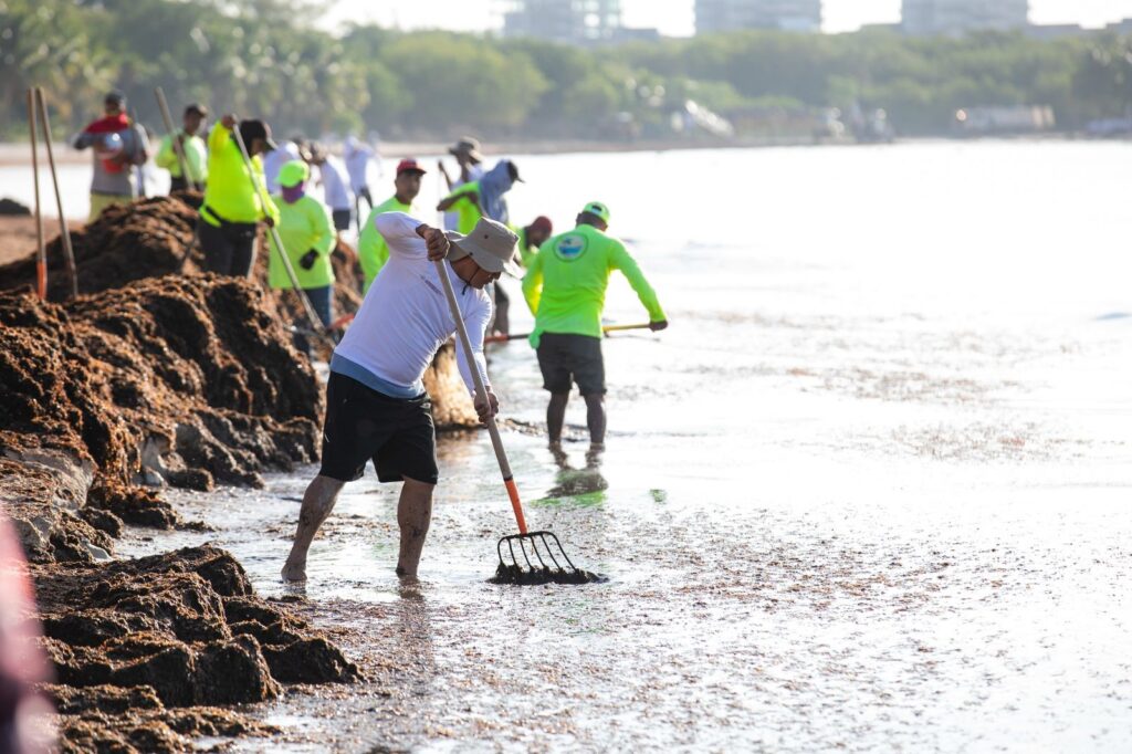 Gobierno de Estefanía Mercado retira más de 19 mil toneladas de sargazo esta temporada en Playa del Carmen