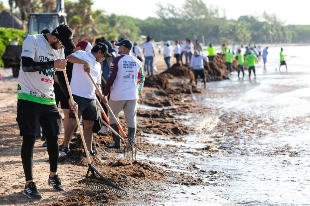 Gobierno de Estefanía Mercado retira más de 19 mil toneladas de sargazo esta temporada en Playa del Carmen