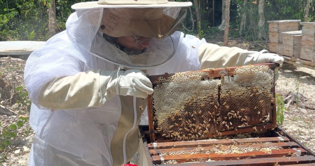 Impulsa Gobierno de Estefanía Mercado campaña contra plaga que amenaza a las abejas y al campo de Playa del Carmen