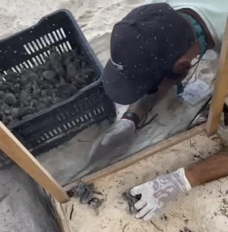 Se duplica arribo de tortugas marinas en Playa del Carmen durante 2025
